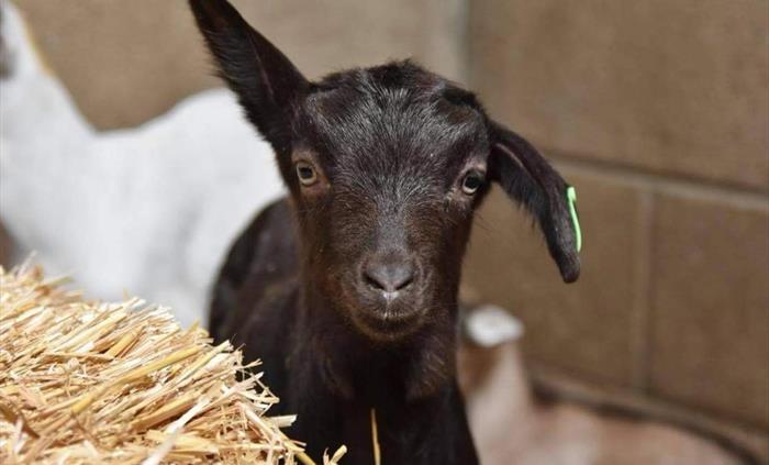 A dark brown goat kid called Snap looking intently at the camera. One ear is up and one ear is down.